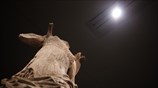 Έκθεση αφιερωμένη στη Σαμοθράκη στο Μουσείο της Ακρόπολης