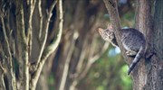 ΗΠΑ: Σκαρφάλωσε σε δέντρο για να κατεβάσει τη γάτα της και κόλλησε