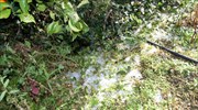 Ζημιές σε καλλιέργειες στη Λάρισα λόγω χαλαζόπτωσης