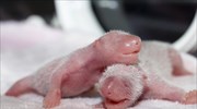 Μωρά πάντα στην ερευνητική βάση του Τσενγκντού
