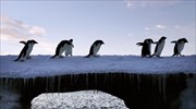 Αναπάντεχα πλούσια η βιοποικιλότητα στην Ανταρκτική