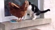 Κότα κλέβει το φαγητό γάτας