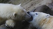 Οι πολικές αρκούδες στα πρόθυρα της εξαφάνισης