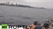 Ελάφι κολύμπησε ως το Βλαδιβοστόκ