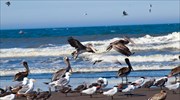 Τεράστια μείωση στον πληθυσμό θαλάσσιων πτηνών