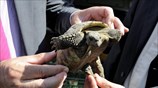 Διάσωση μικρών χελώνων στα σύνορα Ουγγαρίας - Σερβίας