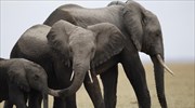 Τανζανία: Χωρίς προηγούμενο η σφαγή ελεφάντων τα τελευταία τέσσερα έτη