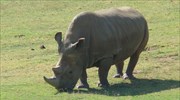 Μικροκάμερες στα κέρατα ρινόκερων για τη σύλληψη λαθροκυνηγών