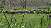 Θεσσαλία: Αντιδρούν στην αλλαγή του φορολογικού καθεστώτος οι κτηνοτρόφοι