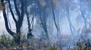 Υπό μερικό έλεγχο η πυρκαγιά στα Οινόφυτα