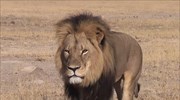 ΗΠΑ: Έρευνα για τον θάνατο του διασημότερου λιονταριού της Ζιμπάμπουε