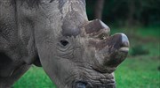 Μόλις τέσσερις βόρειοι λευκοί ρινόκεροι απομένουν στον πλανήτη