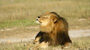 Ζιμπάμπουε: Και δεύτερος Αμερικανός φέρεται να σκότωσε λιοντάρι