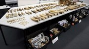 Ελβετία: Κατάσχεση 262 κιλών ελεφαντοστού