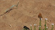 Οι εκτεταμένες περίοδοι ξηρασίας απειλούν τις πεταλούδες