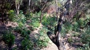 Άρτα: Αστυνομικοί δέχτηκαν πυροβολισμούς στη διάρκεια έρευνας σε χασισοφυτεία