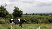 Ελβετία: Αφαίρεση κουδουνιών από αγελάδες με δικαστική απόφαση, λόγω ηχορύπανσης