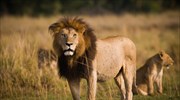 Επανεισαγωγή λιονταριών στη Ρουάντα μετά από 15 χρόνια