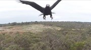 Drone εναντίον αετού σημειώσατε… διπλό