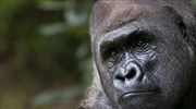 Οι πίθηκοι βρίσκονται απροσδόκητα πιο κοντά στην ανάπτυξη ικανότητας ομιλίας