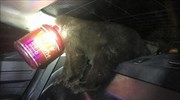 ΗΠΑ: Αστυνομικοί διέσωσαν αρκουδάκι που σφήνωσε σε… δοχείο