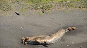 Αλάσκα: Μυστήριο με 30 νεκρές φάλαινες