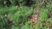 Κορινθία: Εκριζώθηκε μεγάλη φυτεία χασίς