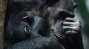 ΗΠΑ: Τέλος στη χρήση χιμπατζήδων στην επιστημονική έρευνα